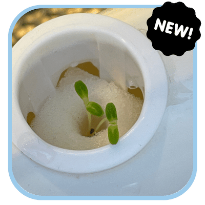 Hydroponics Gardening